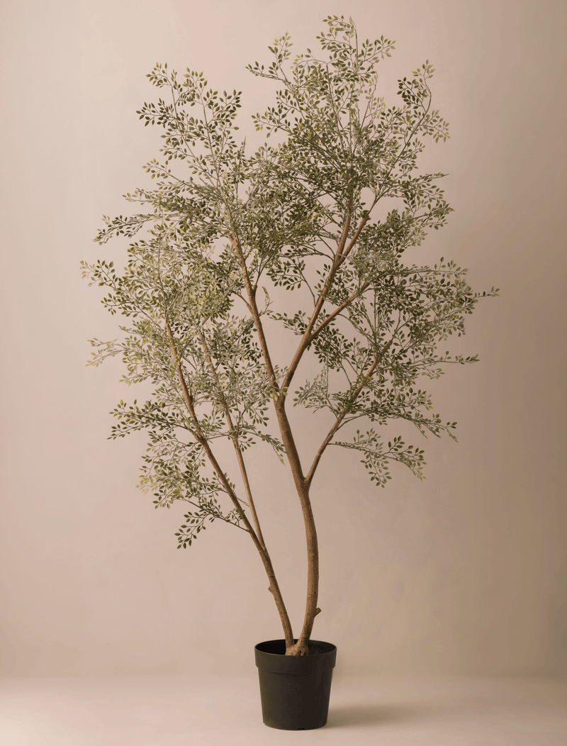 Ruus Tree Faux Ruscus Tree (Indoor or Outdoor) 185cm / 6ft 1in